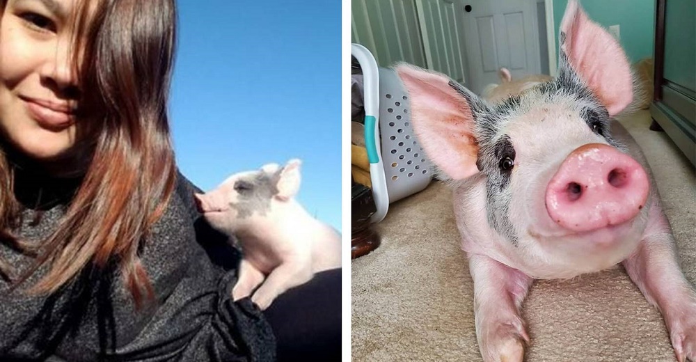 Cerdito con cero esperanzas de vida logra ser feliz gracias a una mujer que lo adoptó