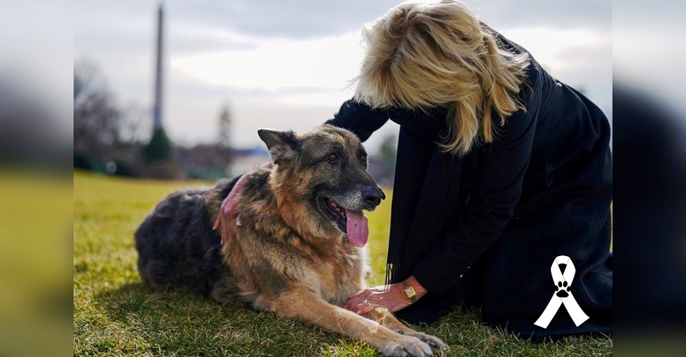 «Nuestro dulce y buen chico» – Joe Biden anuncia devastado la muerte de su perro Champ