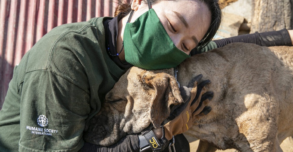 Salvan de la muerte a decenas de peluditos a pocos días del Festival de carne de perro 2021