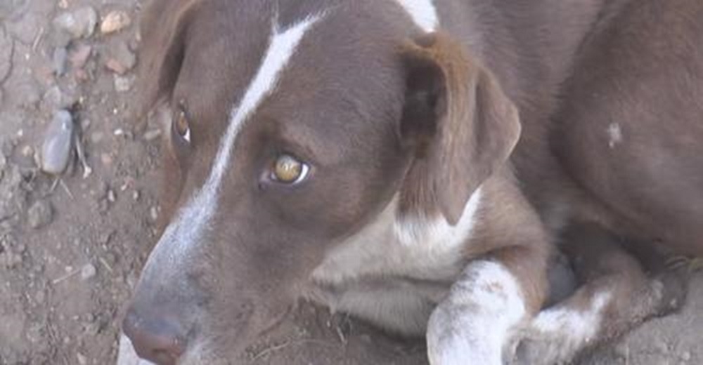 Chuchufleto, el triste perrito que sigue esperando a su dueño, uno de los fallecidos en la mina