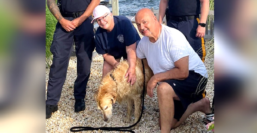 Exhausto nadando en una playa encuentran al perro que estuvo perdido durante 2 semanas