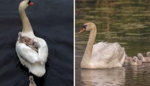 Padre cisne emociona al mundo al hacerse cargo de sus 7 bebés tras la muerte de la madre
