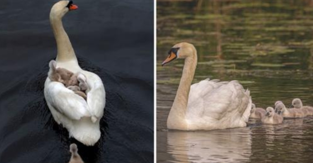 Padre cisne emociona al mundo al hacerse cargo de sus 7 bebés tras la muerte de la madre