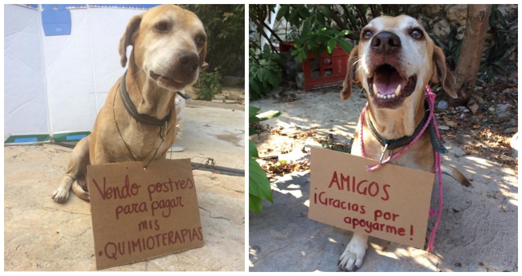 Perrito que lucha contra un delicado tumor agradece feliz porque muchos le compraron sus postres