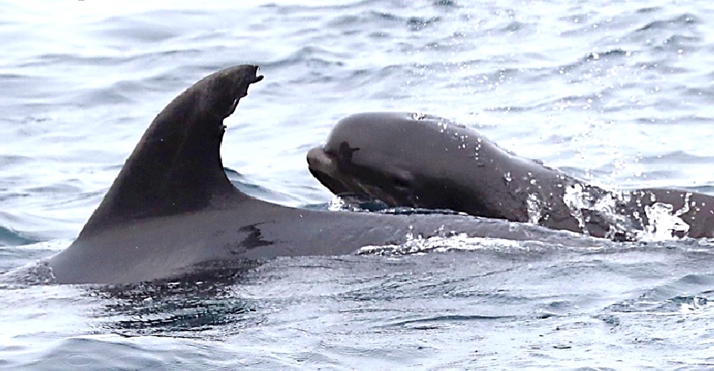 La afligida ballena bebé que perdió a su madre es adoptada por un delfín