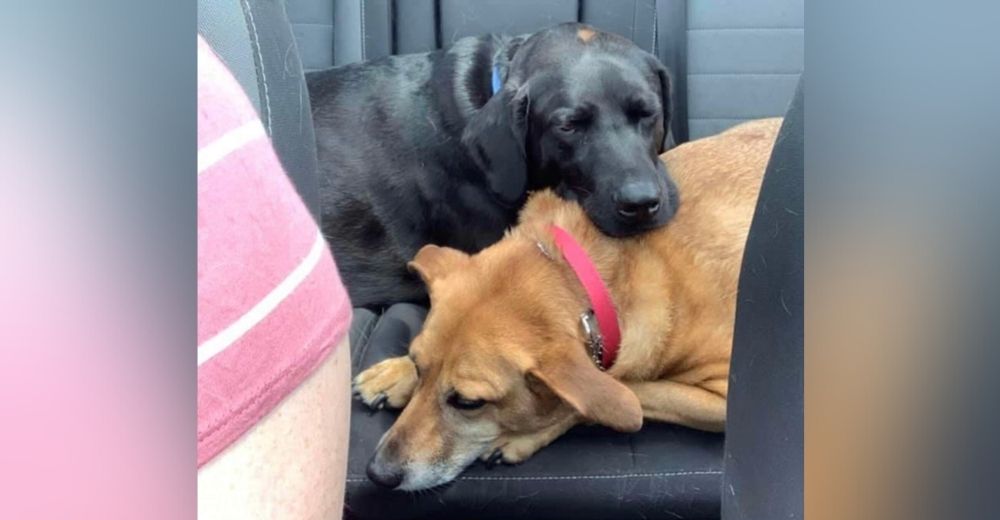 Protector perrito sabe cuando su hermana canina está a punto de vomitar en el coche y la ayuda