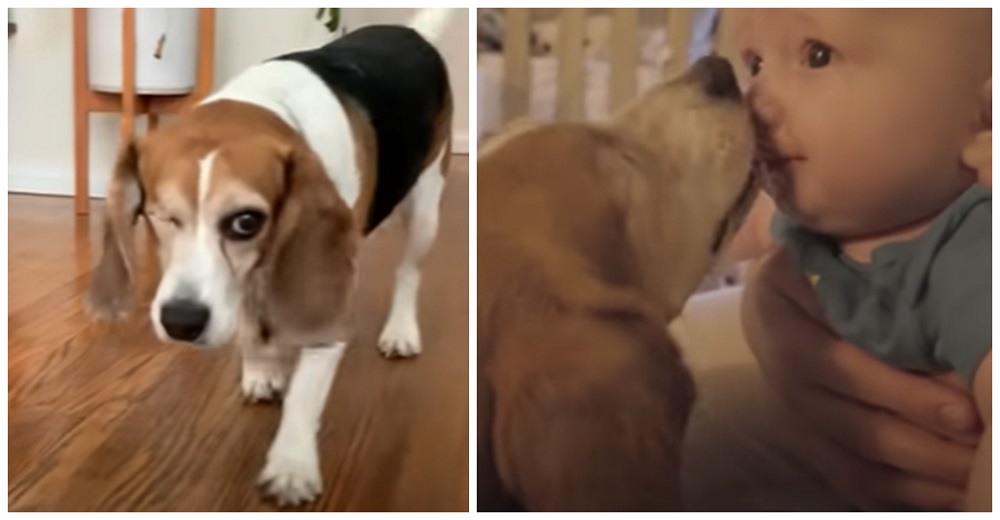 Beagle que quedó ciego por los experimentos en un laboratorio corre a consolar al bebé Beagle que quedó ciego por los experimentos en un laboratorio corre a consolar al bebé