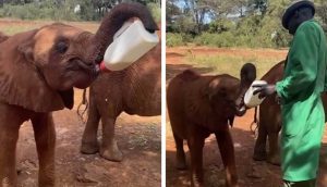 Graban a un elefantito huérfano sosteniendo solito su biberón para poder alimentarse
