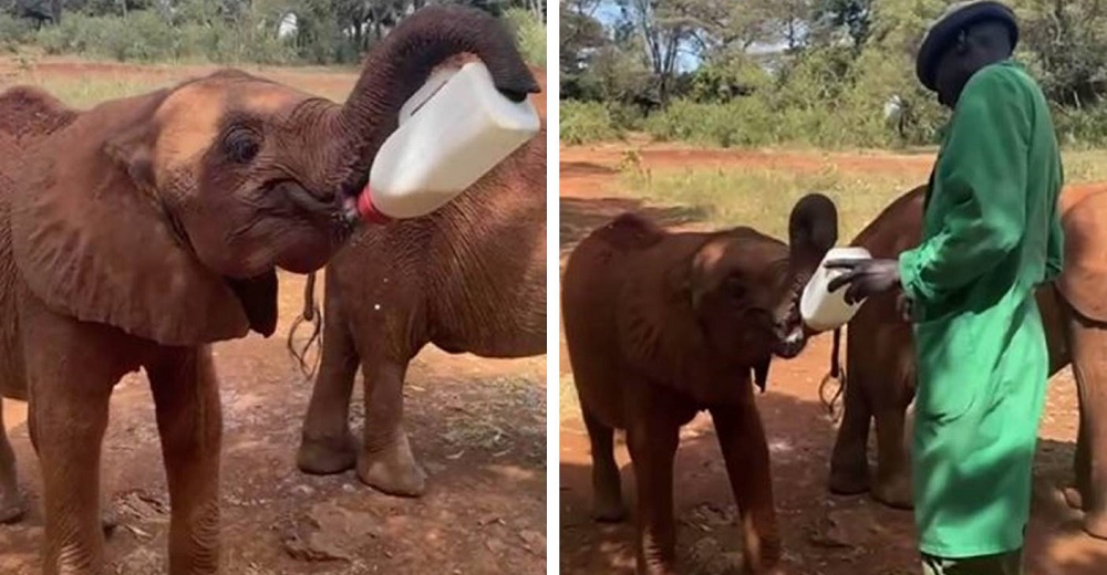 Graban a un elefantito huérfano sosteniendo solito su biberón para poder alimentarse