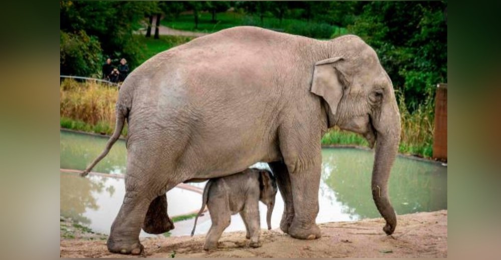 Anuncian una nueva ley que prohíbe mantener a elefantes cautivos en circos y zoológicos del país