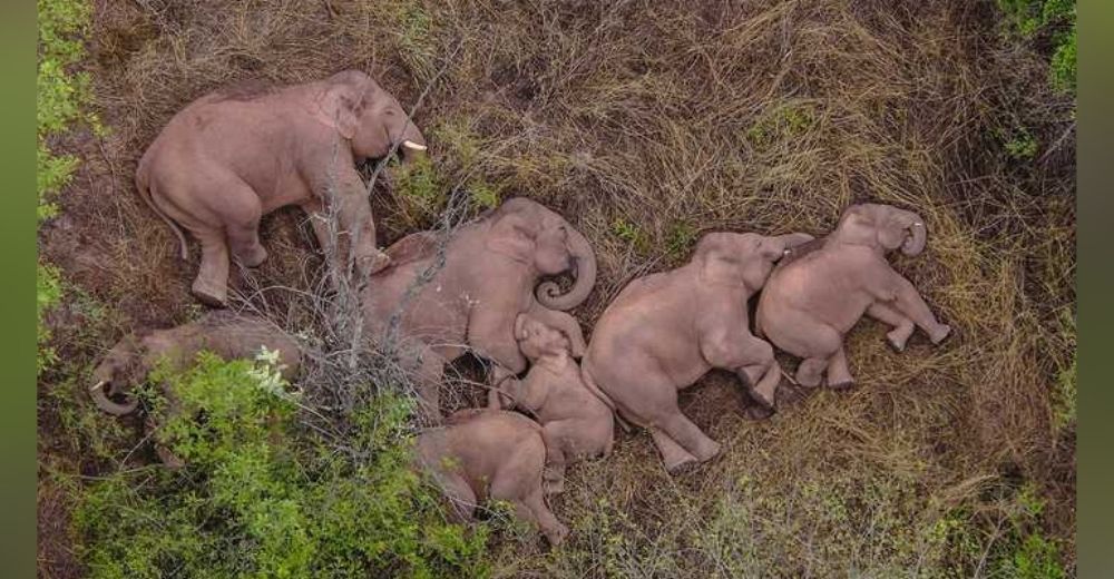 La manada de elefantes que migra a 500 Km de su hábitat continúa su viaje y el mundo los sigue