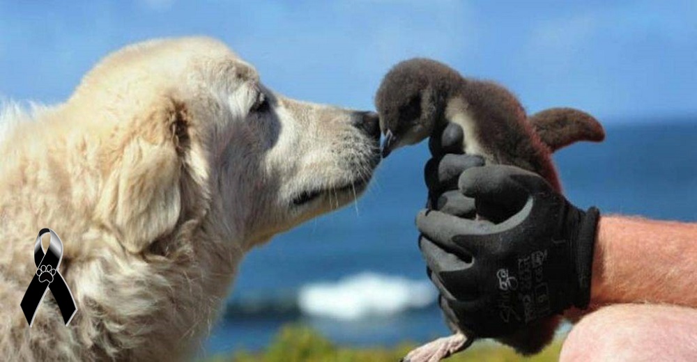 Una perrita ganas sus alas tras dedicar su vida entera a salvar y proteger pingüinos en peligro