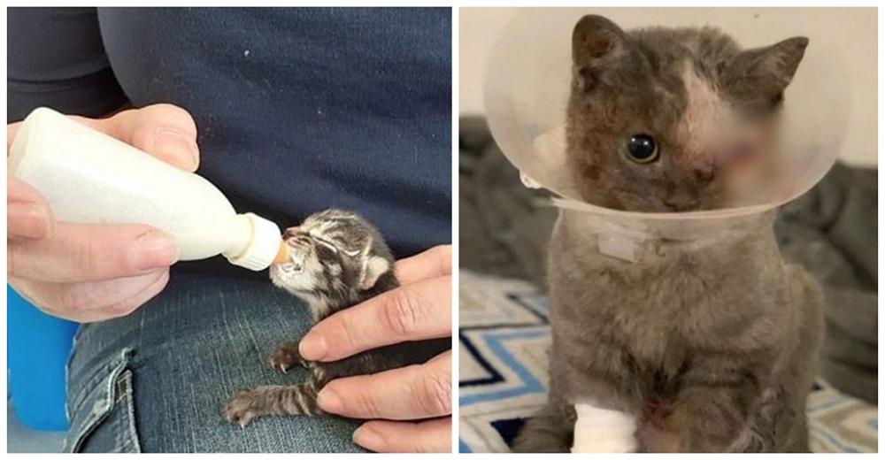 Con semanas de nacida abandonan a una gatita en la basura con su jaula tras perder un ojito