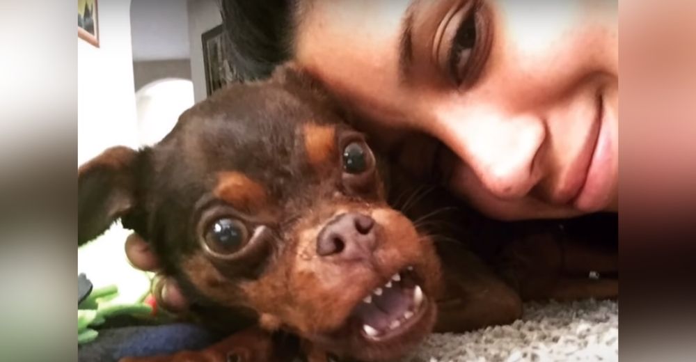Una mujer conoce en un refugio al «perro más feo del mundo» y no puede irse sin adoptarlo Una mujer conoce en un refugio al «perro más feo del mundo» y no puede irse sin adoptarlo