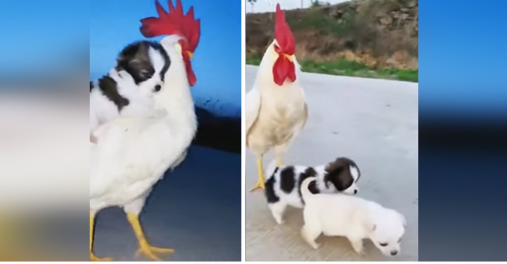 Graban a un preocupado gallo velando por dos perritos abandonados como si fueran sus hijos