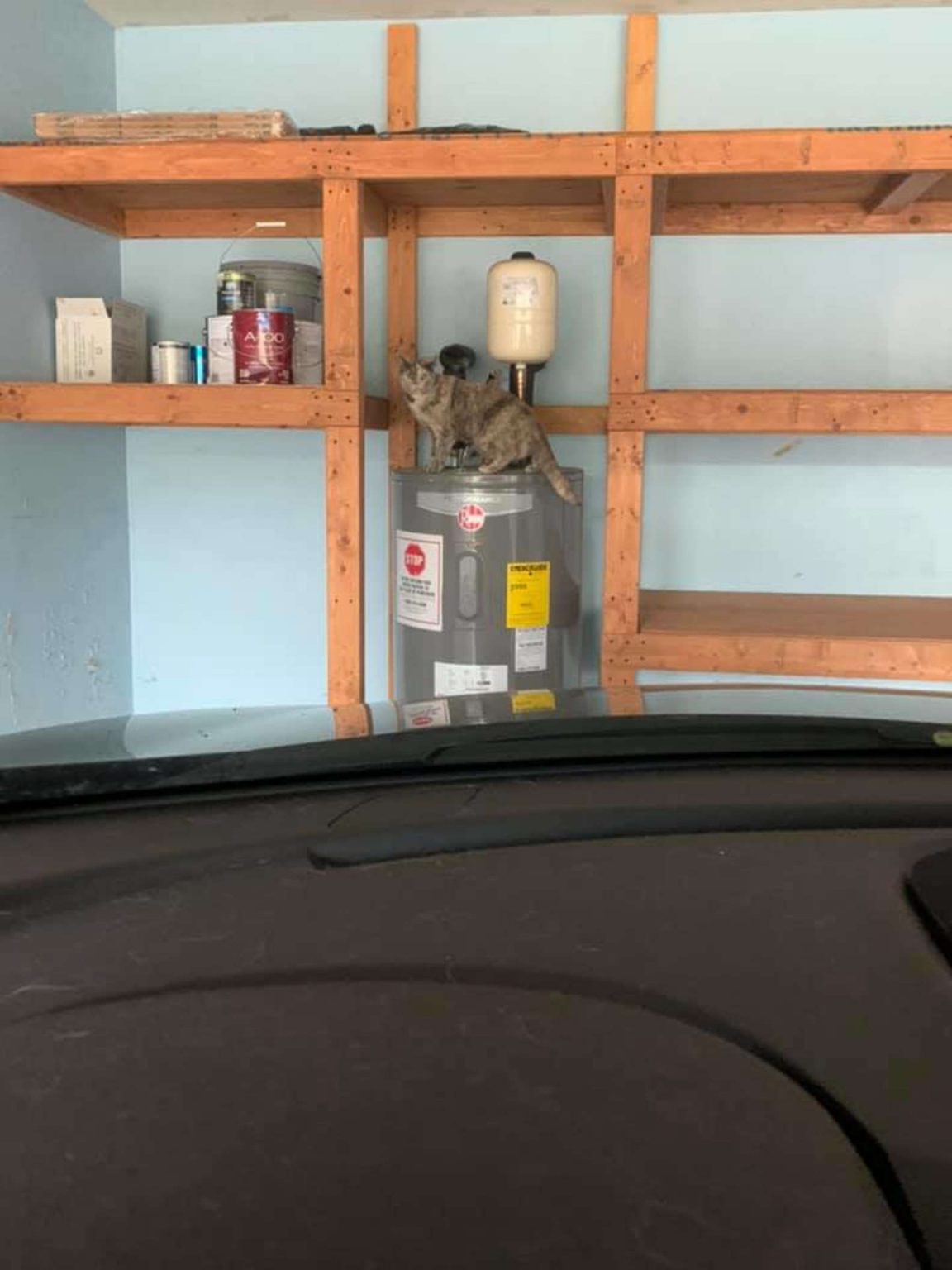 "Me compré una casa y aparentemente viene con gato incluido