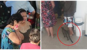 Una gatita rescatada de la calle se escapa de casa para asistir al funeral de su pequeña humana