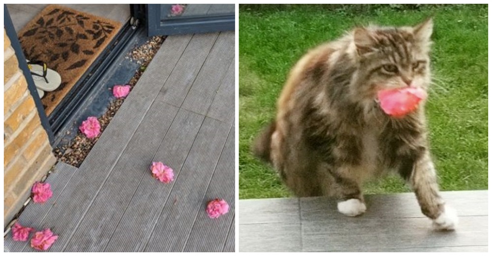 Mujer recibía siempre flores en su casa hasta que descubre a su admiradora secreta, una gatita