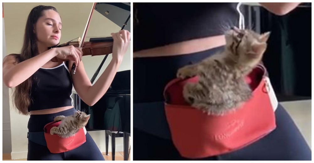 Gatita se queda quietita en la riñonera de su dueña para que ella pueda practicar violín
