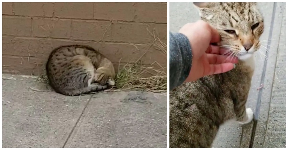 Gatito acurrucado junto a una pared rogaba que a su vida llegara la persona indicada