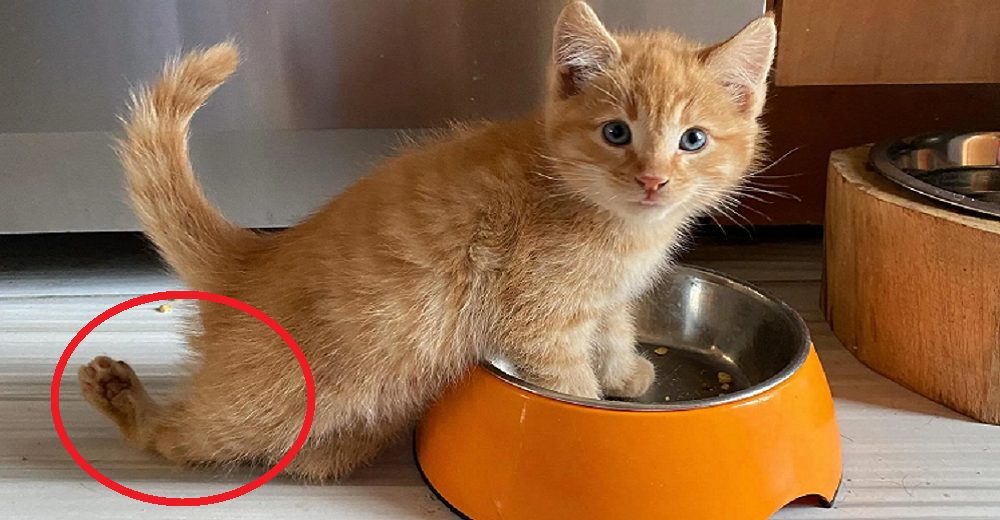 Un gatito se da cuenta de que ya puede correr con sus 4 patitas por primera vez en su vida