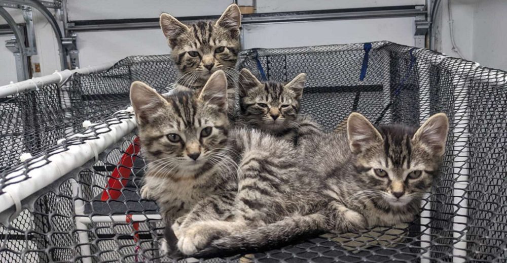 Sus 4 gatitos rescatados intentar huir de casa y terminan atrapados sobre una red