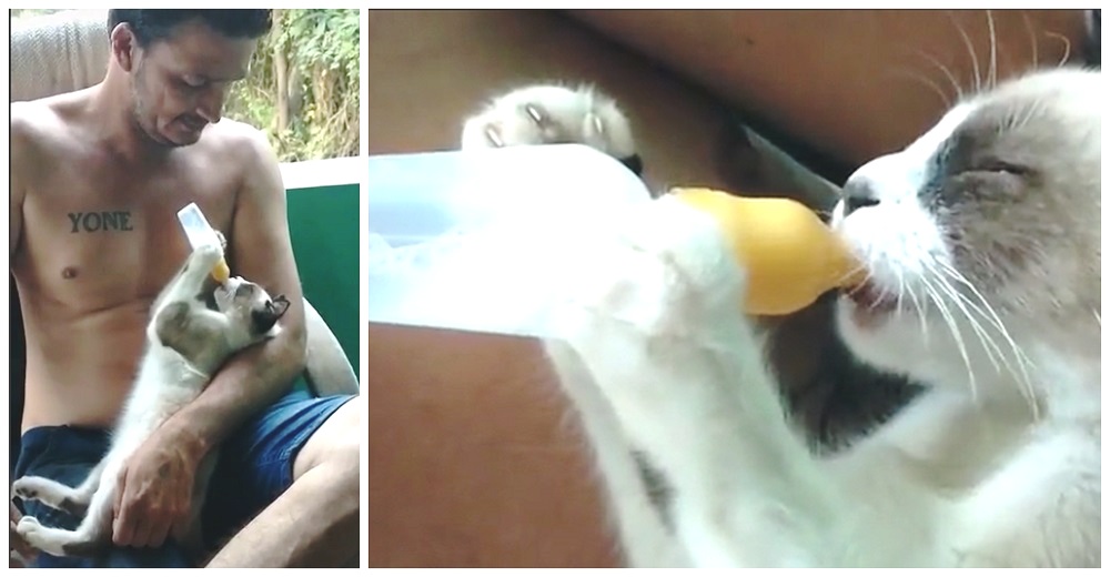 Gatito se acuesta para tomar el biberón como un bebé en brazos de su hombre