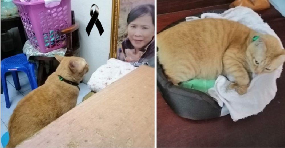 Gatito llora cada noche frente a la foto de su dueña fallecida, quisiera poder abrazarla