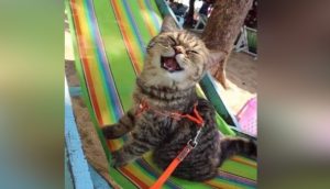 Este gato visita la playa por primera vez y no puede parar de sonreír