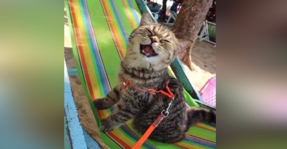 Este gato visita la playa por primera vez y no puede parar de sonreír