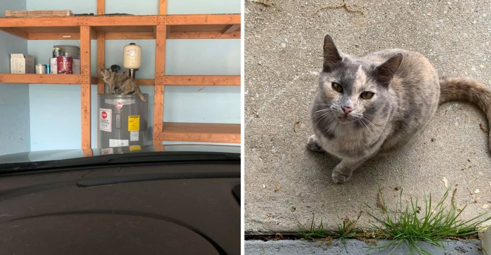 Mujer compra una casa y se da cuenta que de viene con un gato incluido