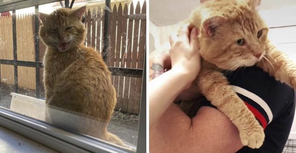 Ayudan al gato herido que siempre se posaba en su ventana suplicando atención y cariño