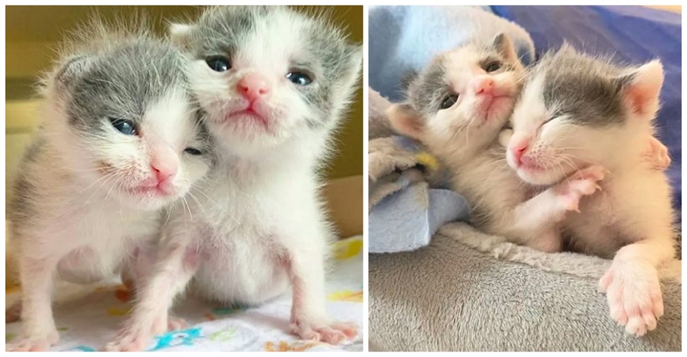 Dos gatitos gemelos se aferran a la vida amamantándose entre sí para consolarse mutuamente