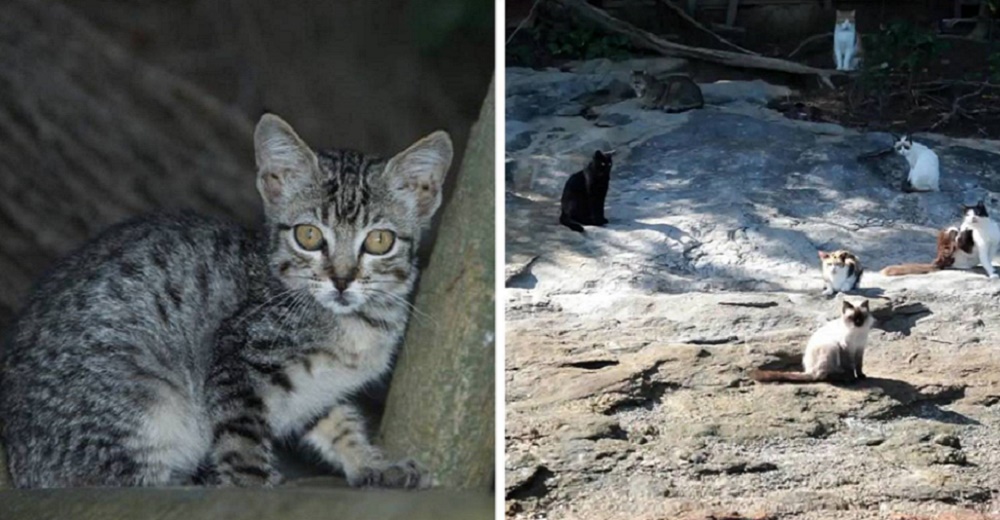 Rescatistas se cuestionan si deben seguir alimentando a gatos abandonados en una isla remota