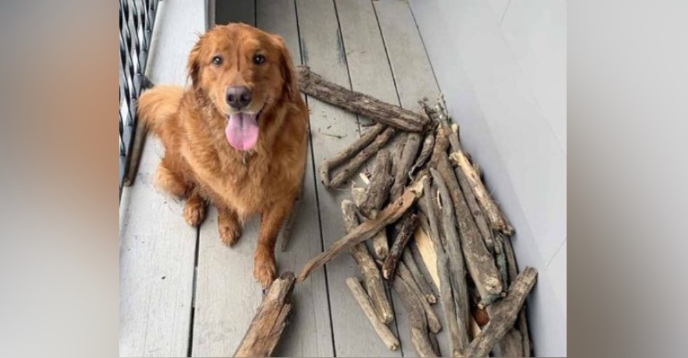 Perro le muestra a su padre lo orgulloso que se siente de los palos que ha coleccionado