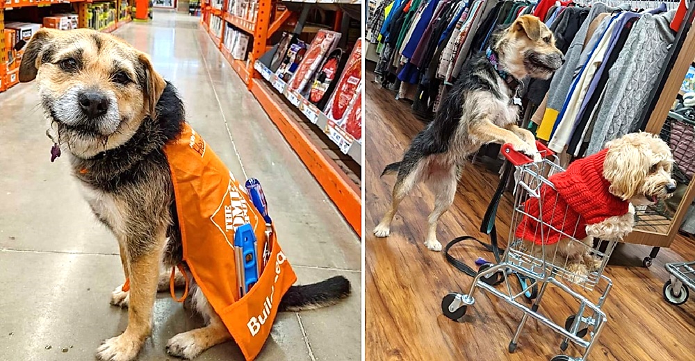 Perrita llena de miedos recupera su alegría al convertirse en la empleada modelo en una tienda