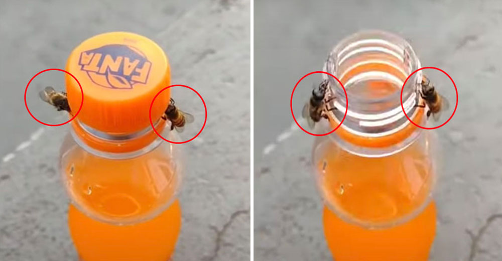 Dos abejas unen sus esfuerzos para destapar la bebida de una consternada mujer