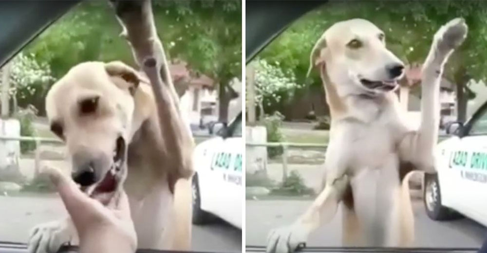 Agradece con su patita a la pareja que se detuvo a saludarlo, su sueño era irse con ellos