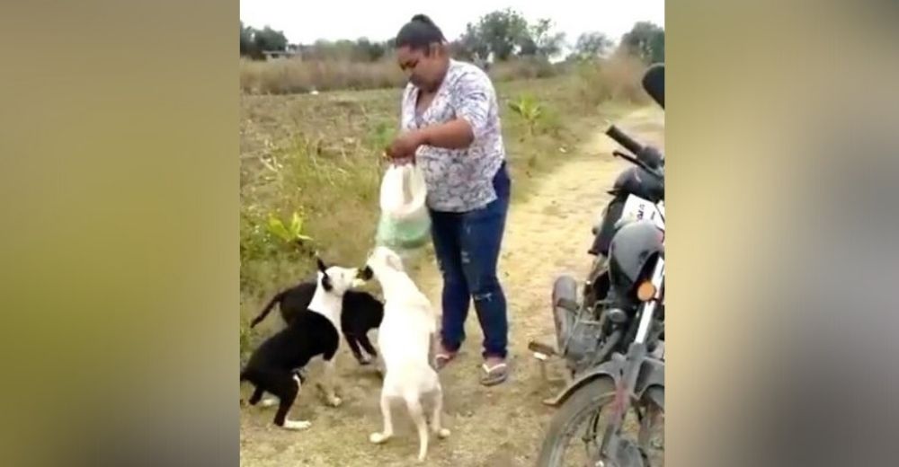 Sin dinero ni espacio, una mujer lucha por alimentar y acoger perritos abandonados. Ya son 51