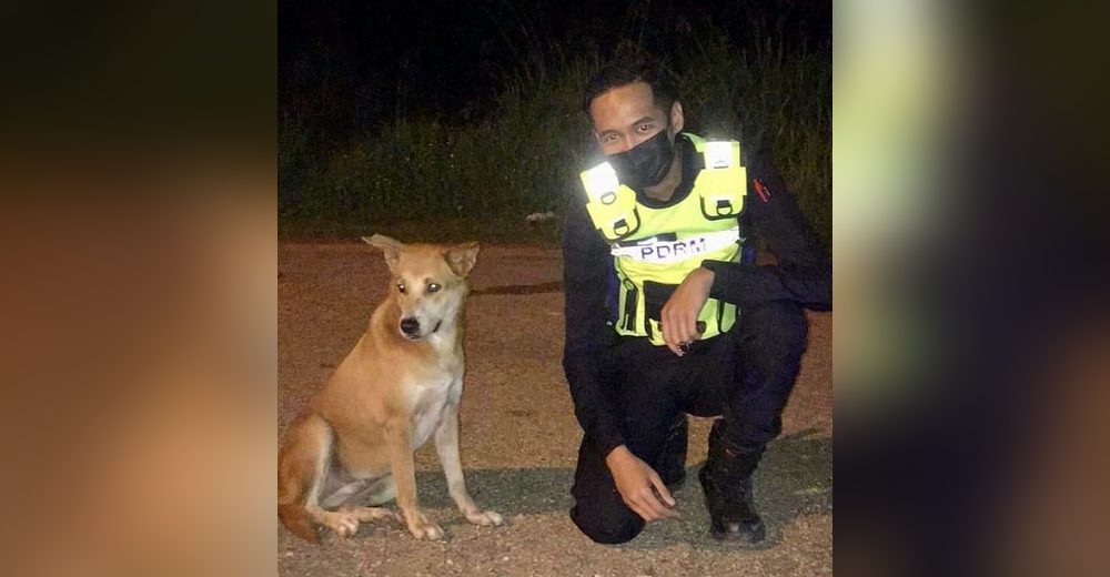 3 policías unen sus salarios para salvar la vida de un perrito callejero atropellado
