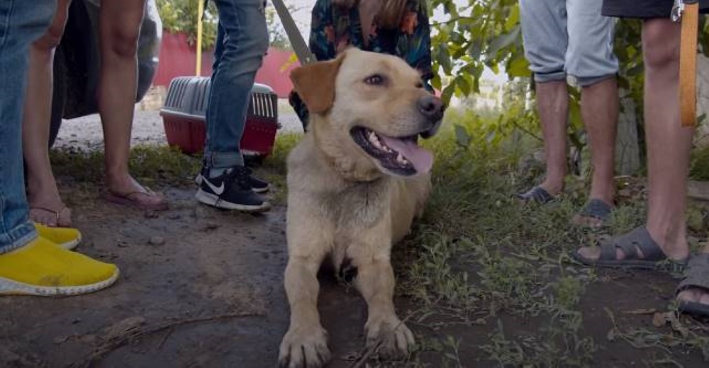 Perrito labrador conoce el amor y la libertad tras años encadenado, descuidado y hambriento