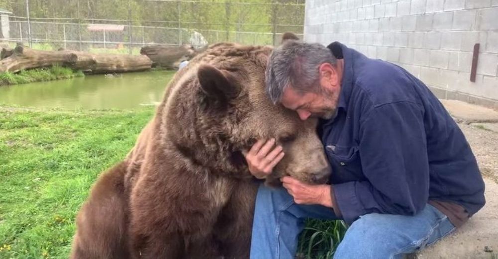 Oso huérfano se acerca a su cuidador para pedirle un poco de consuelo y amor