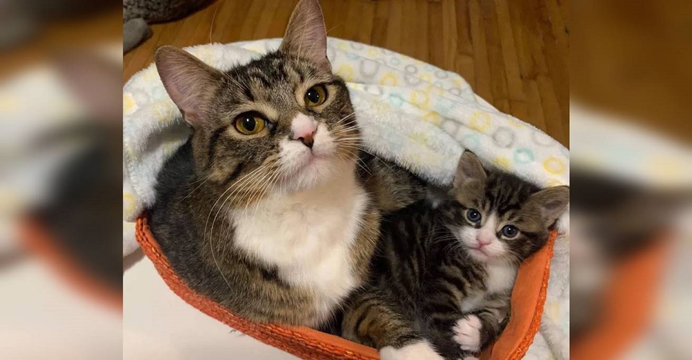 Madre gata se reencuentra con su bebé por el que tanto lloró y suplica que no los separen