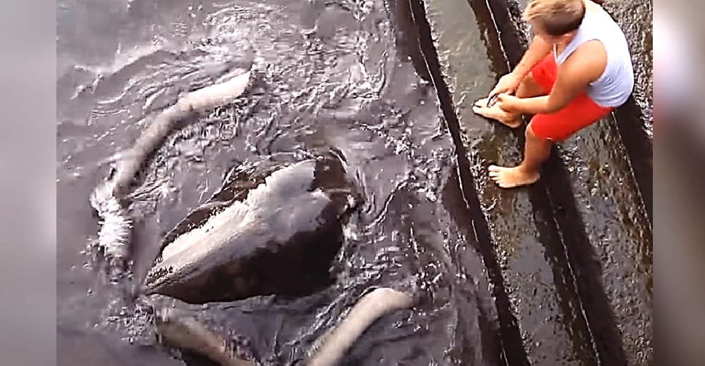 Niño corre todos los días al puerto para encontrarse con su amiga, una enorme mantarraya