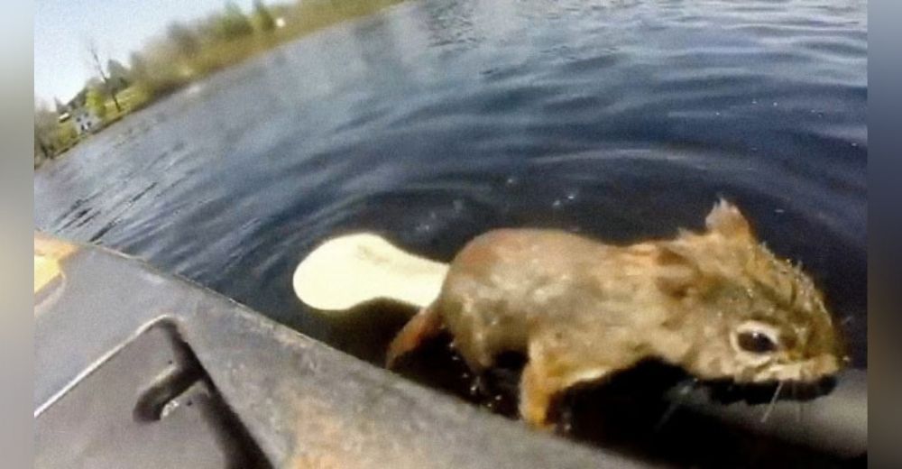 Justo cuando una ardilla iba a ser devorada por los peces en el río un hombre le salva la vida