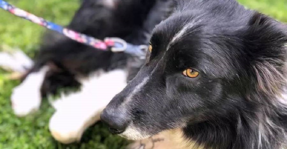 Un hombre adopta un perrito para después ahogarlo, pero un pescador fue su ángel Un hombre adopta un perrito para después ahogarlo, pero un pescador fue su ángel