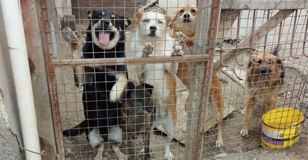 Pide ayuda para poder curar a los 30 perros que tiene en casa – «Necesito dinero para ayudarlos»