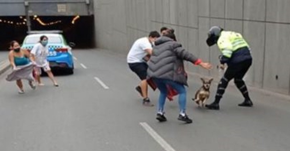 Perrita desata épica persecución en la ciudad obligando a la Policía a paralizar el tránsito