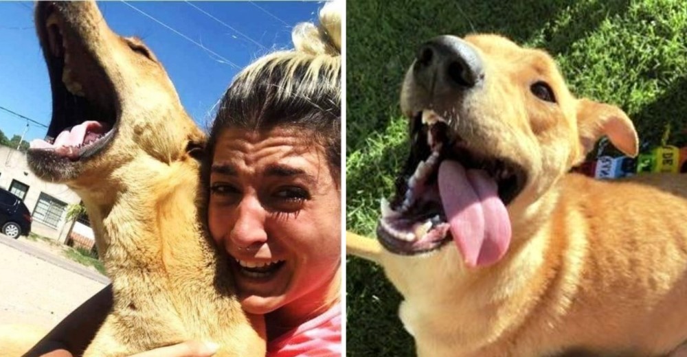 Una mujer abraza emocionada a su perro que estuvo 3 meses perdido