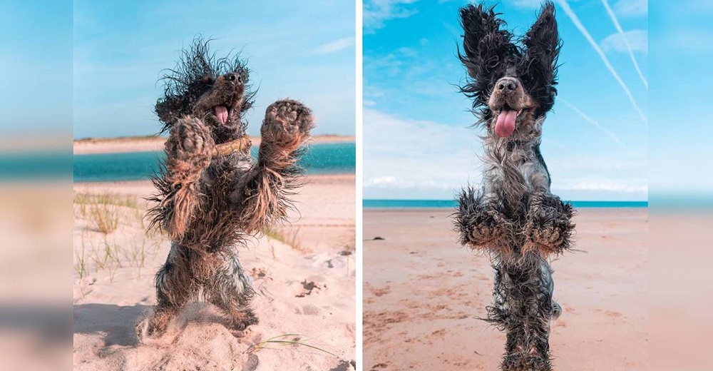 Un perrito disfruta tanto en la playa que contagia al mundo entero de pura alegría